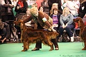 Crufts2011_2 060